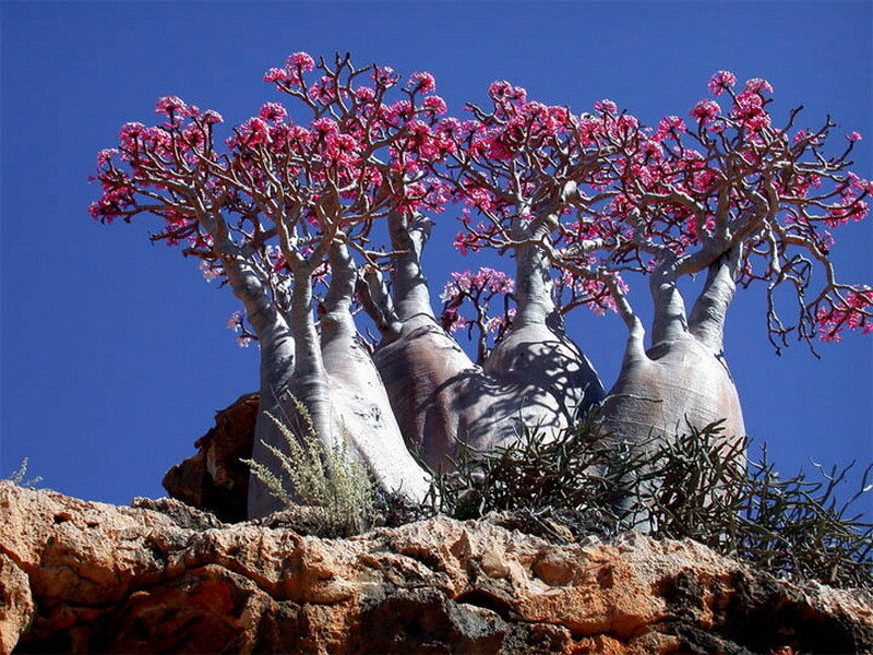 Flowering quiver trees