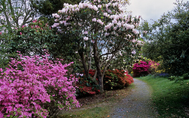 Flowering Rhododendron Bush