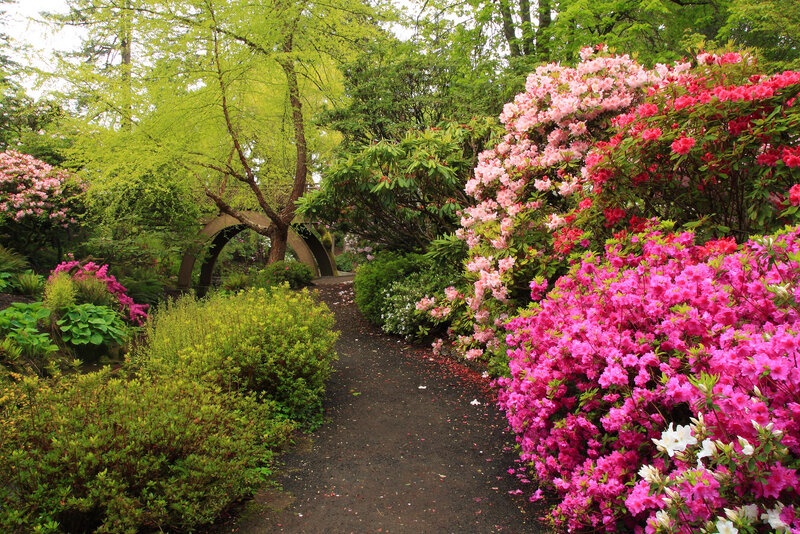 Flowering Rhododendrons