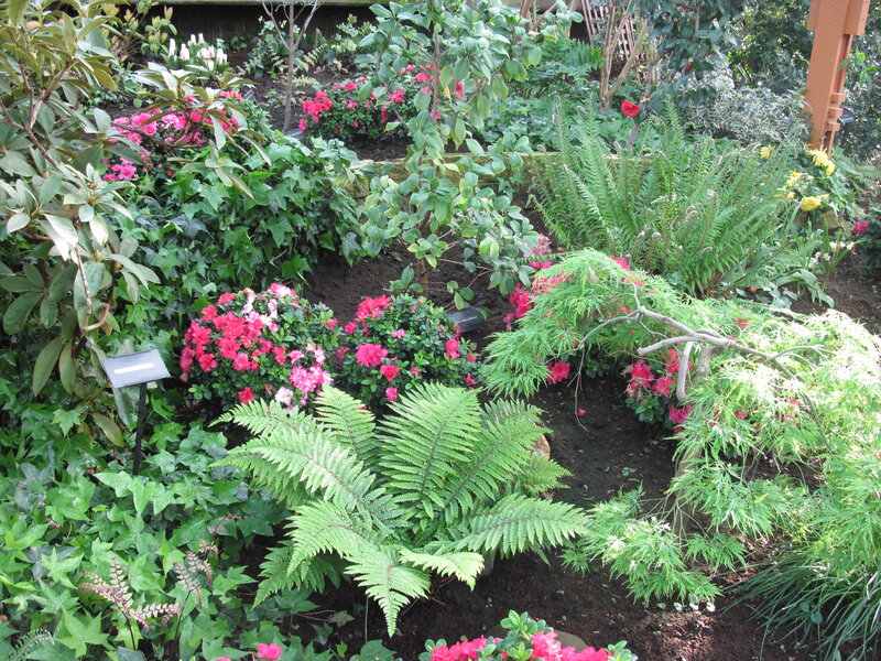 Flowering Shrubs and Ferns