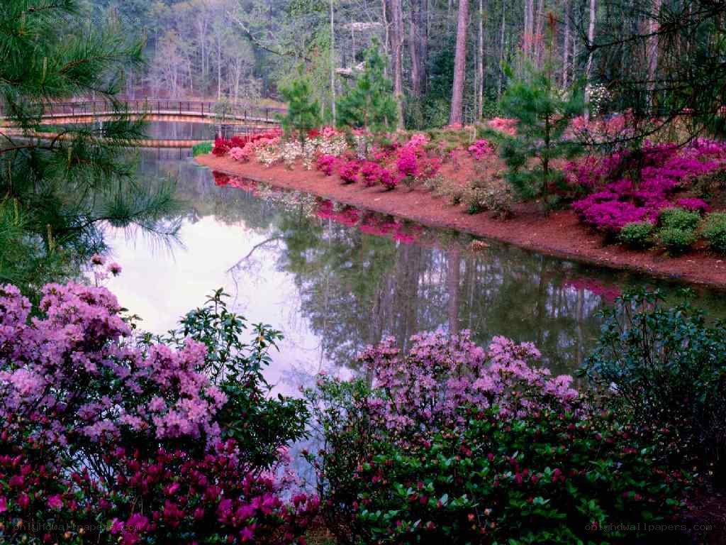 Flowering shrubs by a pond