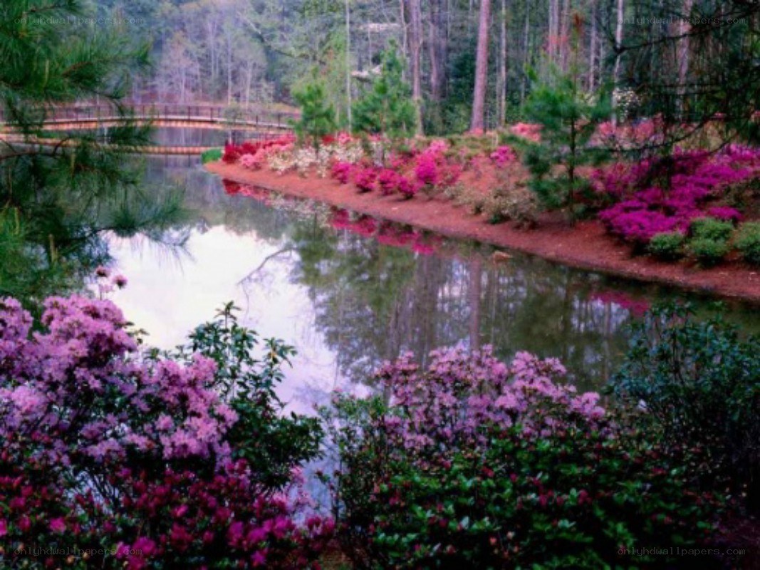 Flowering shrubs by a pond