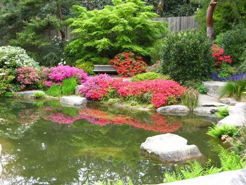 Flowering Shrubs by Pond
