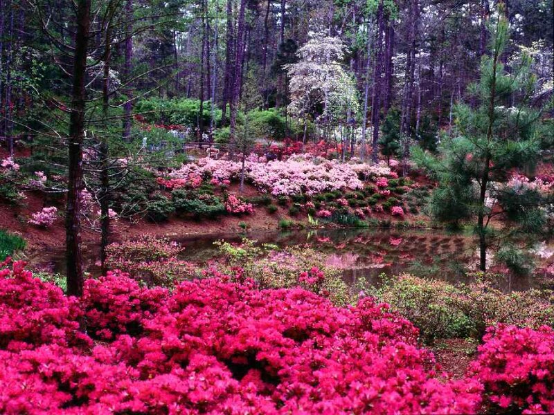 Flowering shrubs in forest garden