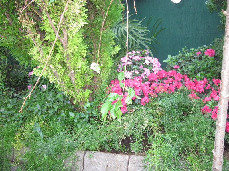 Flowering Shrubs in Garden — Green, Calm