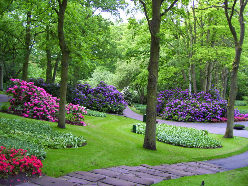 Flowering Shrubs in Garden — Green, Serene