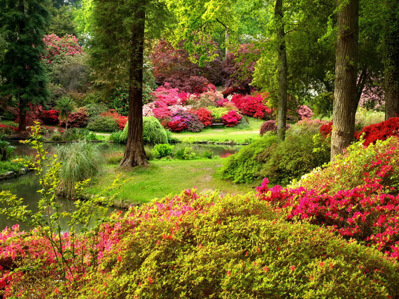 Flowering Shrubs in Garden — Green