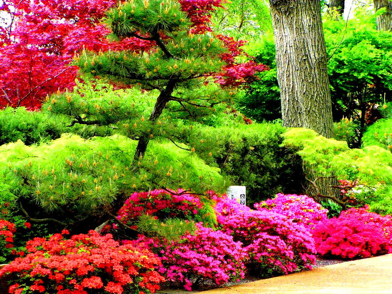 Flowering Shrubs in Garden — Pink, Serene, Spring