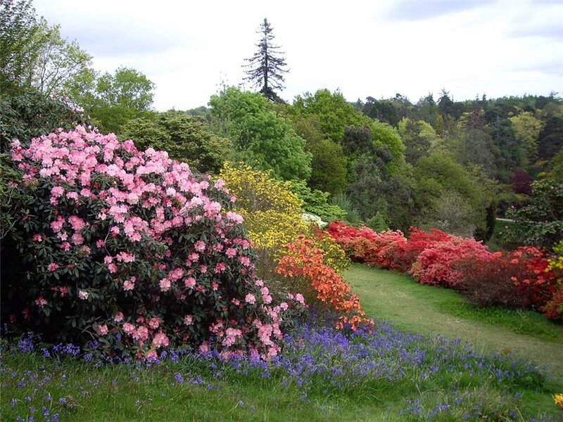 Flowering Shrubs in Garden — Pink, Serene