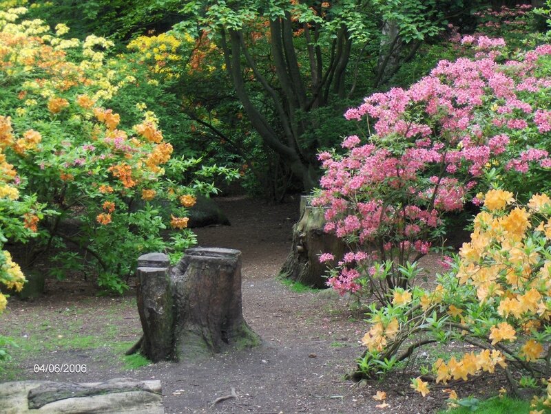 Flowering Shrubs in Garden — Pink