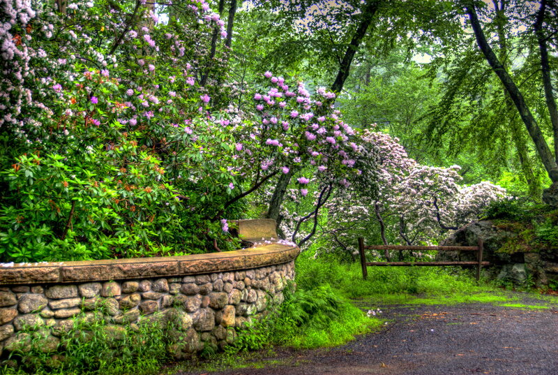 Flowering Shrubs in Garden