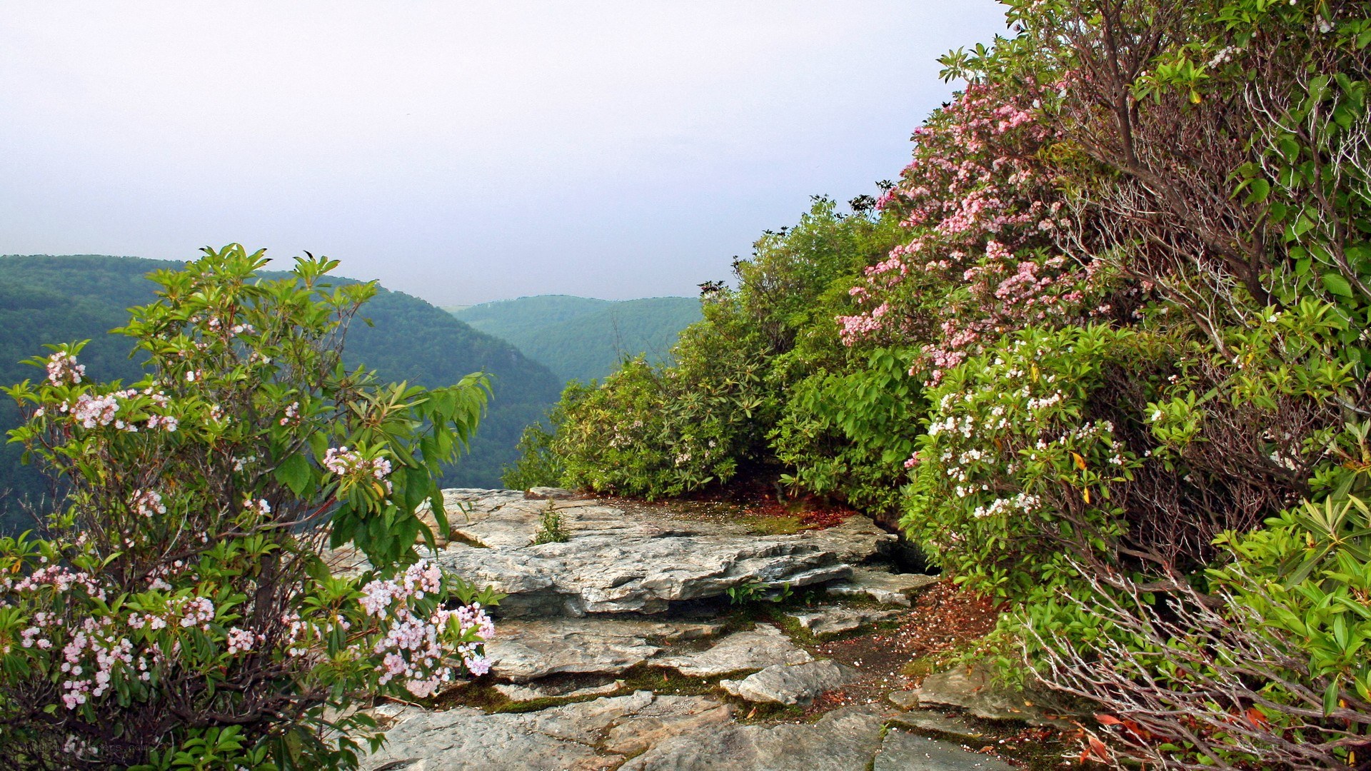 Flowering shrubs on a mountain overlook