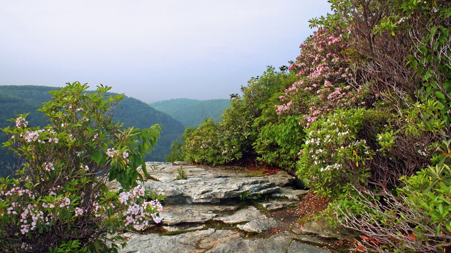Flowering shrubs on a mountain overlook