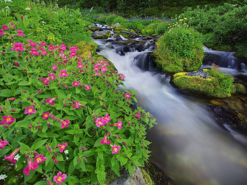 Flowering stream in a forest