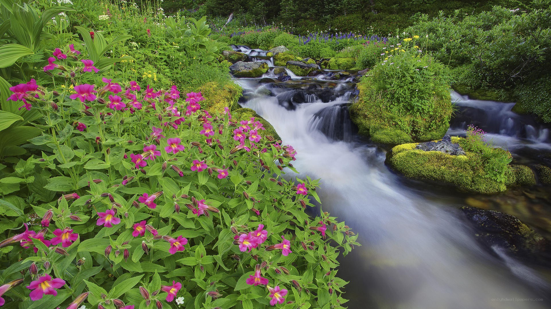 Flowering stream in a lush forest