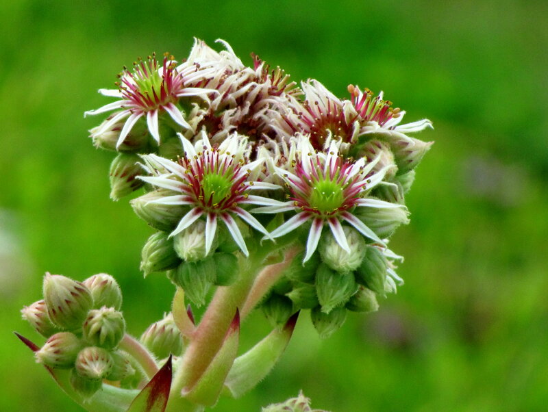 Flowering Succulent Plant