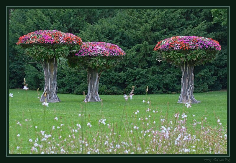 Flowering Topiary Trees