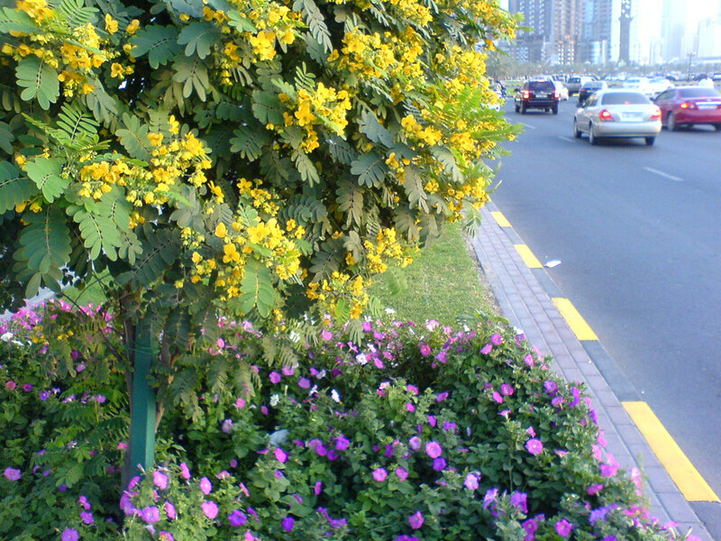 Flowering Tree and Bushes