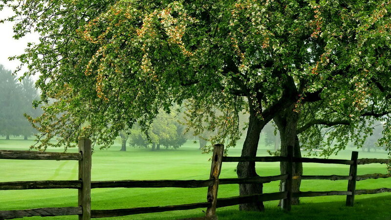 Flowering Tree and Fence