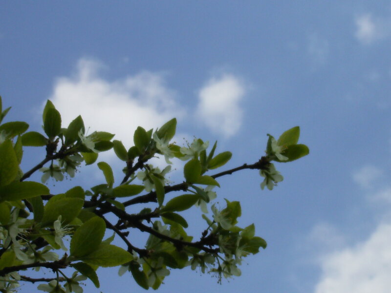 Flowering Tree Branch — Blue