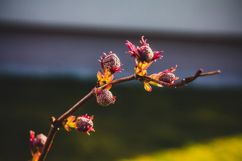 Flowering Tree Branch — Brown