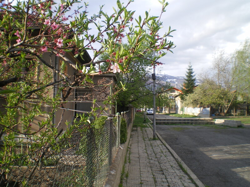 Flowering Tree Branch — Green, Calm
