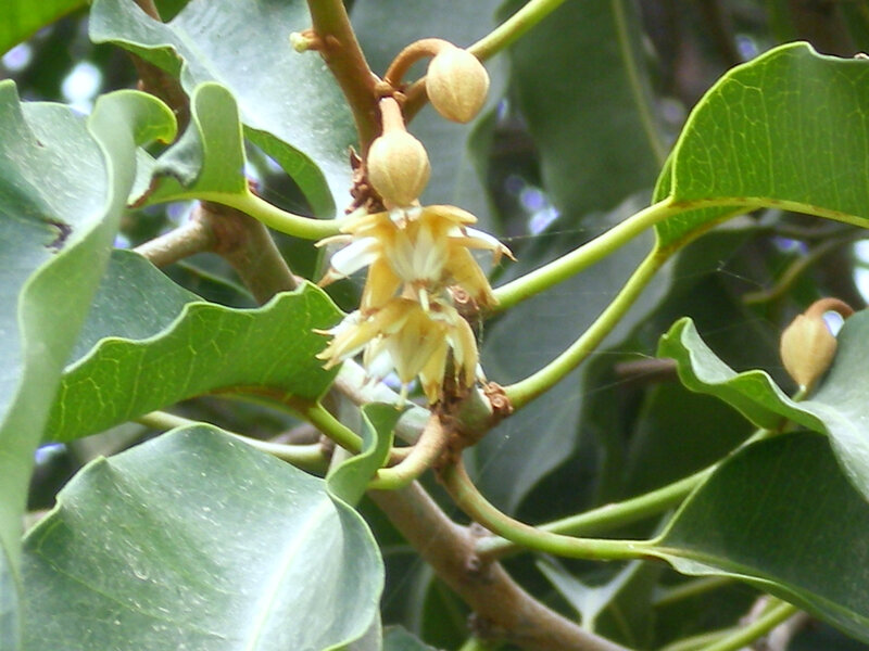 flowering tree branch