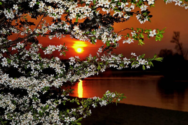 Flowering Tree Branches — Orange