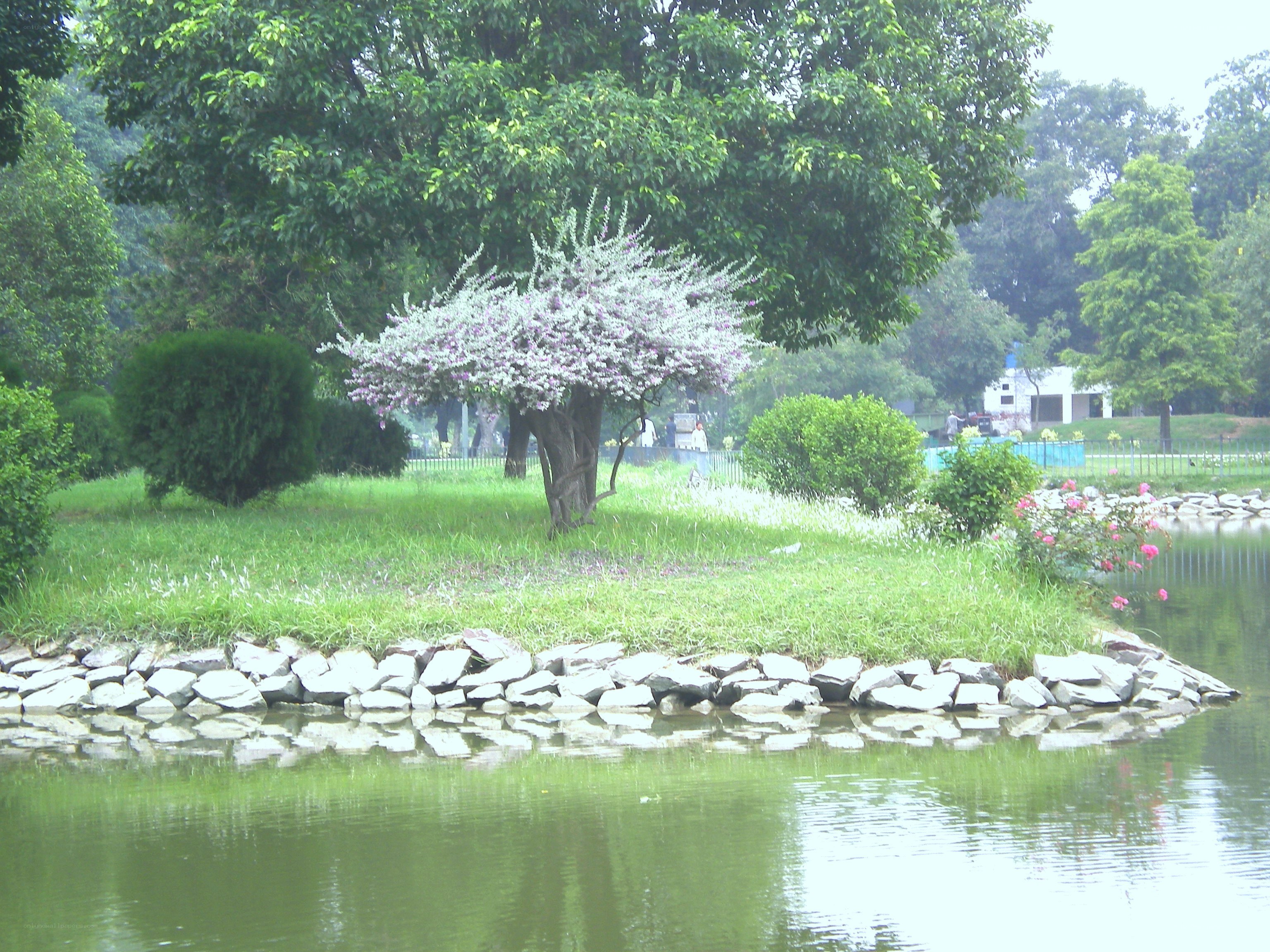 Flowering tree by a pond