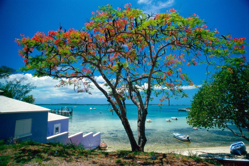 Flowering Tree by Beach