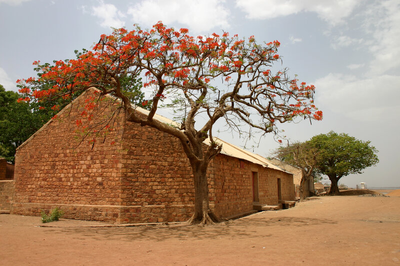 Flowering tree by brick building