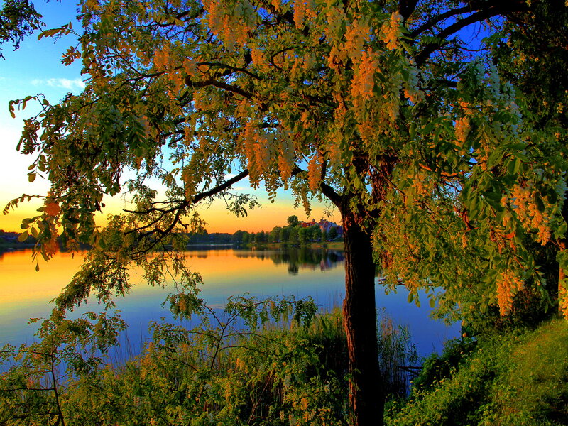 Flowering Tree by Lake