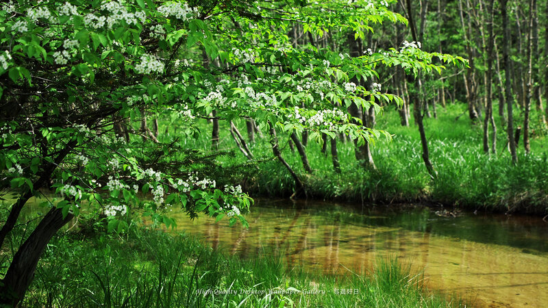 Flowering Tree by River