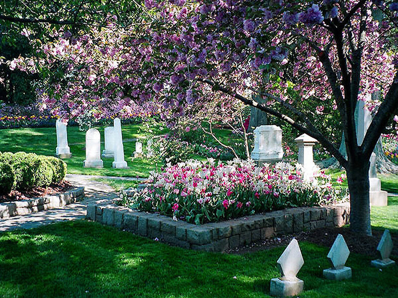 Flowering tree in a cemetery