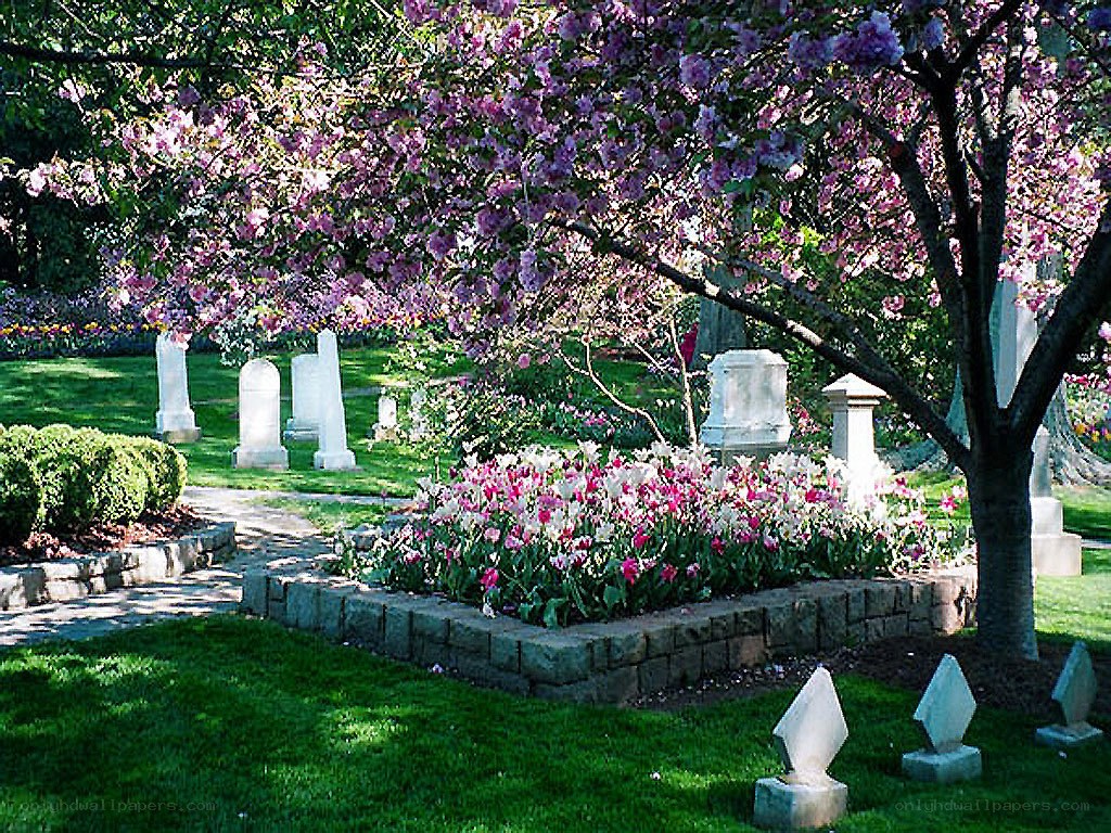 Flowering tree in a cemetery