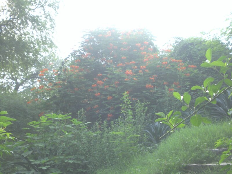 Flowering tree in a garden