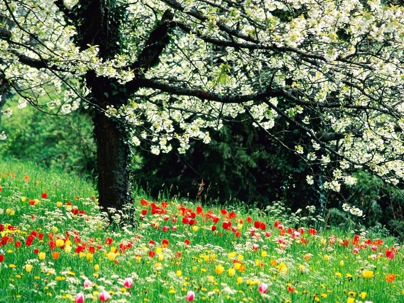 Flowering tree in a meadow