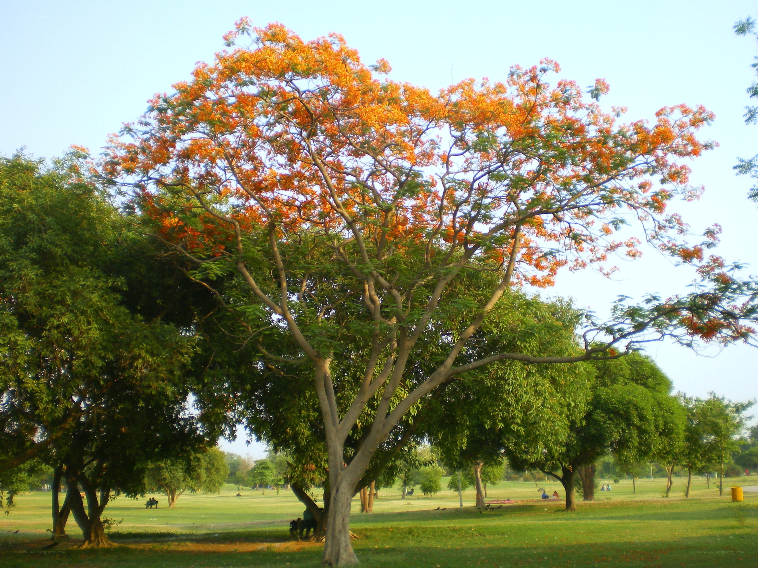 Flowering tree in a park