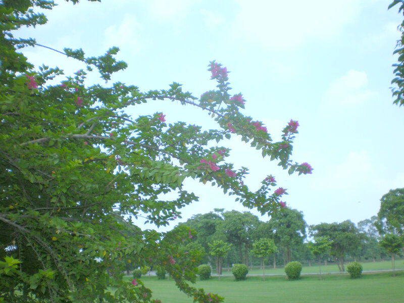 Flowering tree in a park