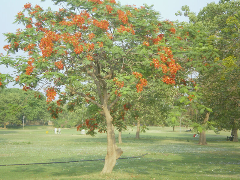 Flowering tree in a park