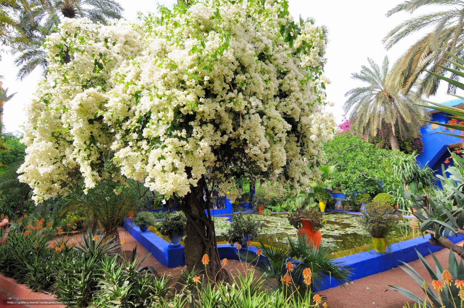 Flowering tree in a vibrant garden