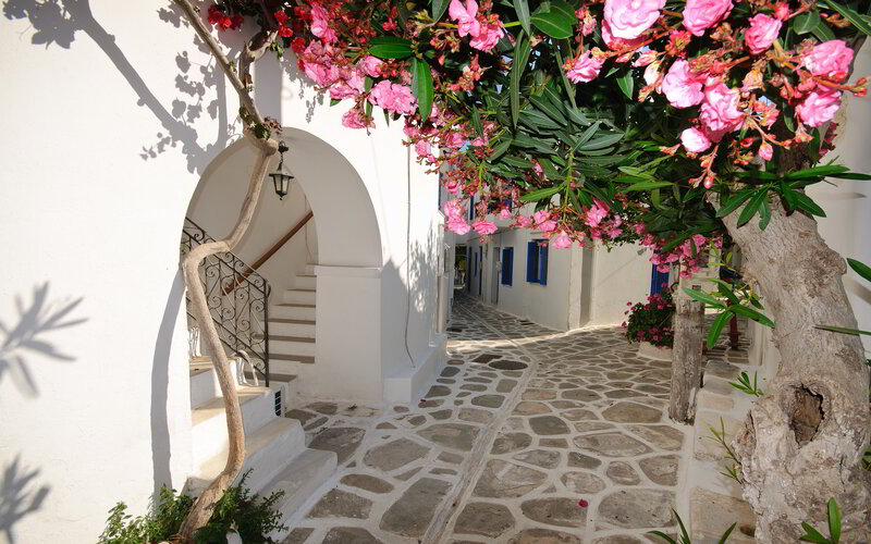 Flowering Tree in Alley