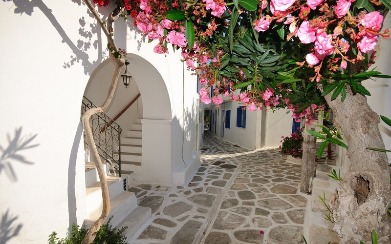 Flowering Tree in Alley — White