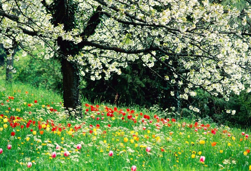Flowering Tree in Field — Green, Serene, Spring