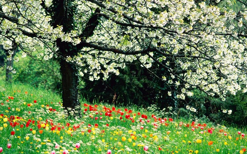 Flowering Tree in Field — Green, Serene