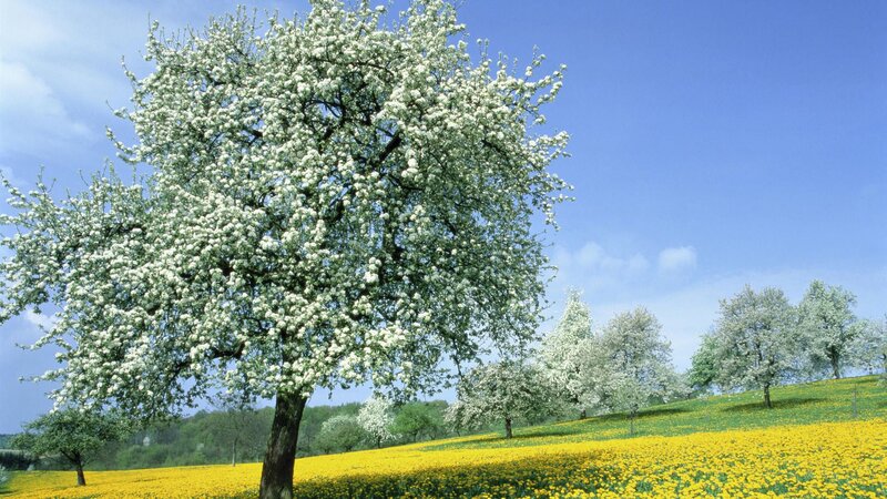 Flowering Tree in Field — Yellow