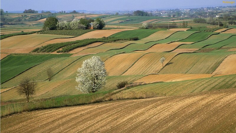 Flowering Tree in Fields