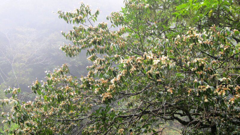 Flowering Tree in Fog