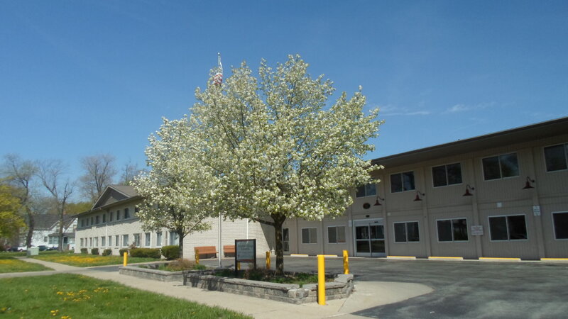 Flowering Tree in Front of Building