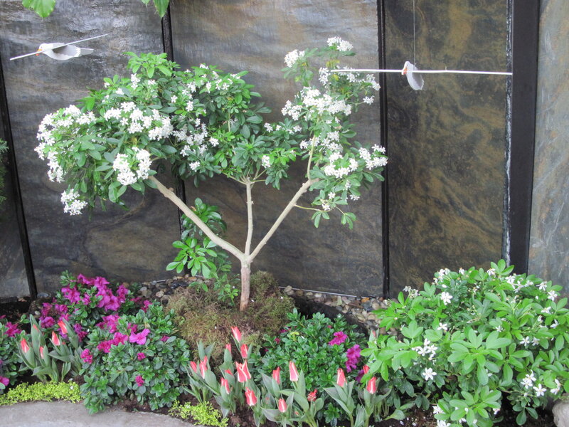 Flowering Tree in Garden — Green, Serene